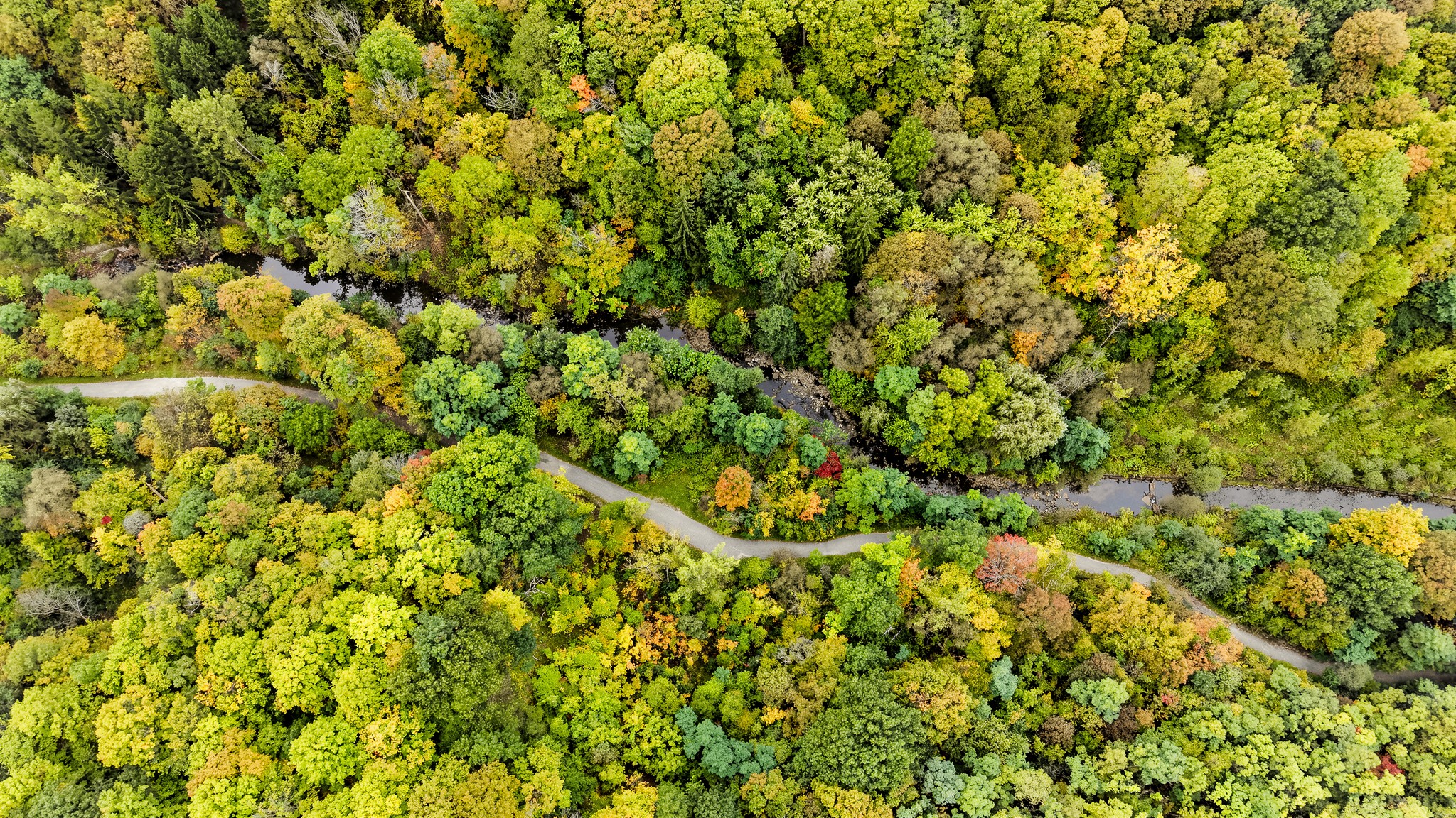 Warden Woods Ravine and the Gus Harris Trail from above