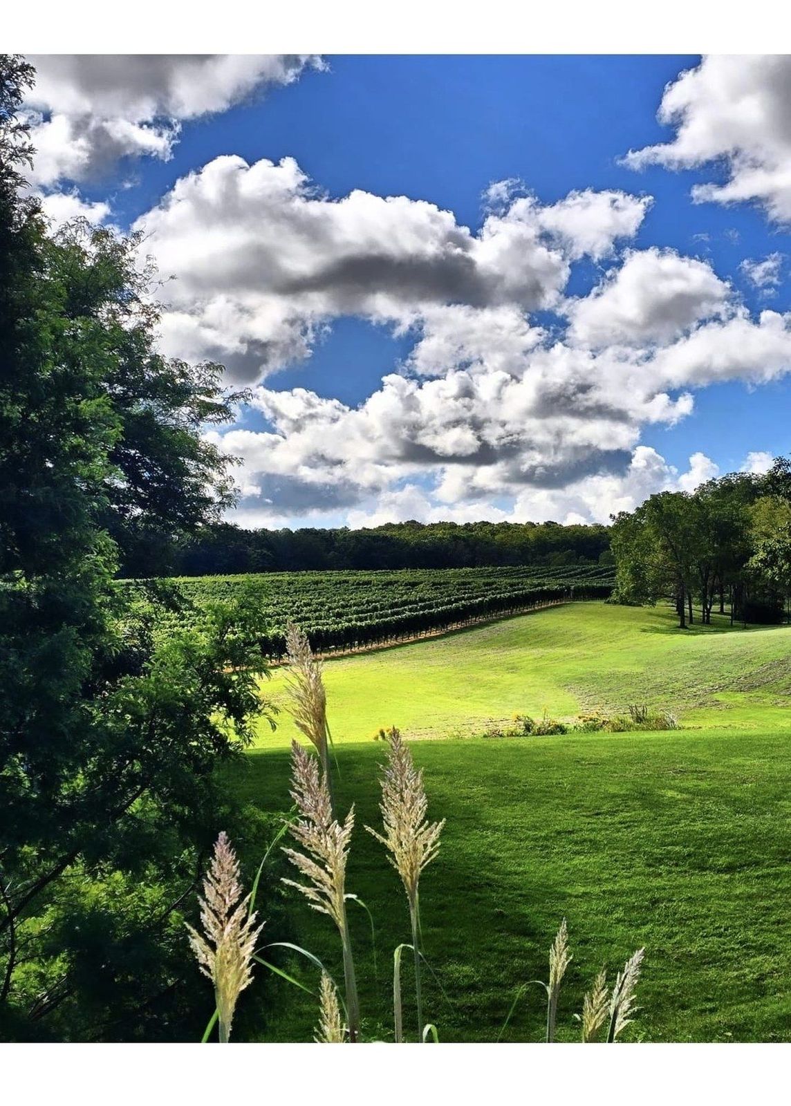 Vineyard view at 4451 Thirty Road in Lincoln