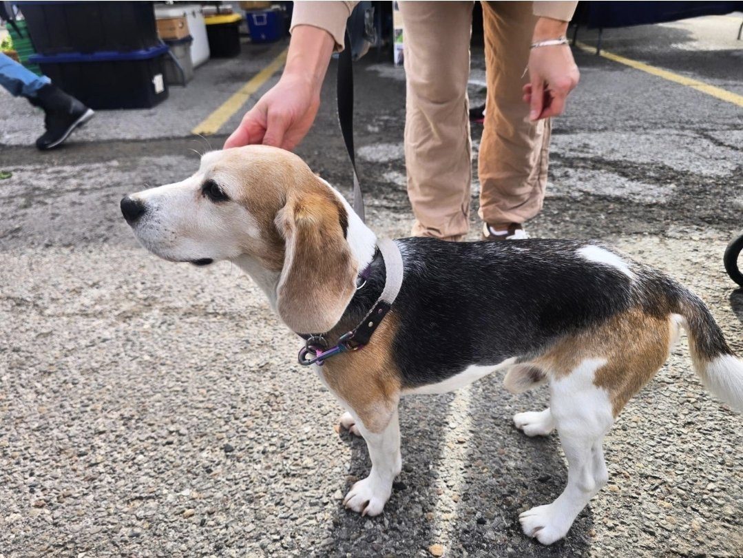 A beagle being petted at the farmers' market