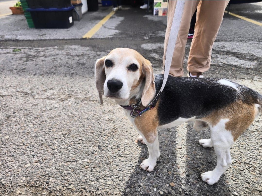 A beagle looking at the camera at the farmers' market
