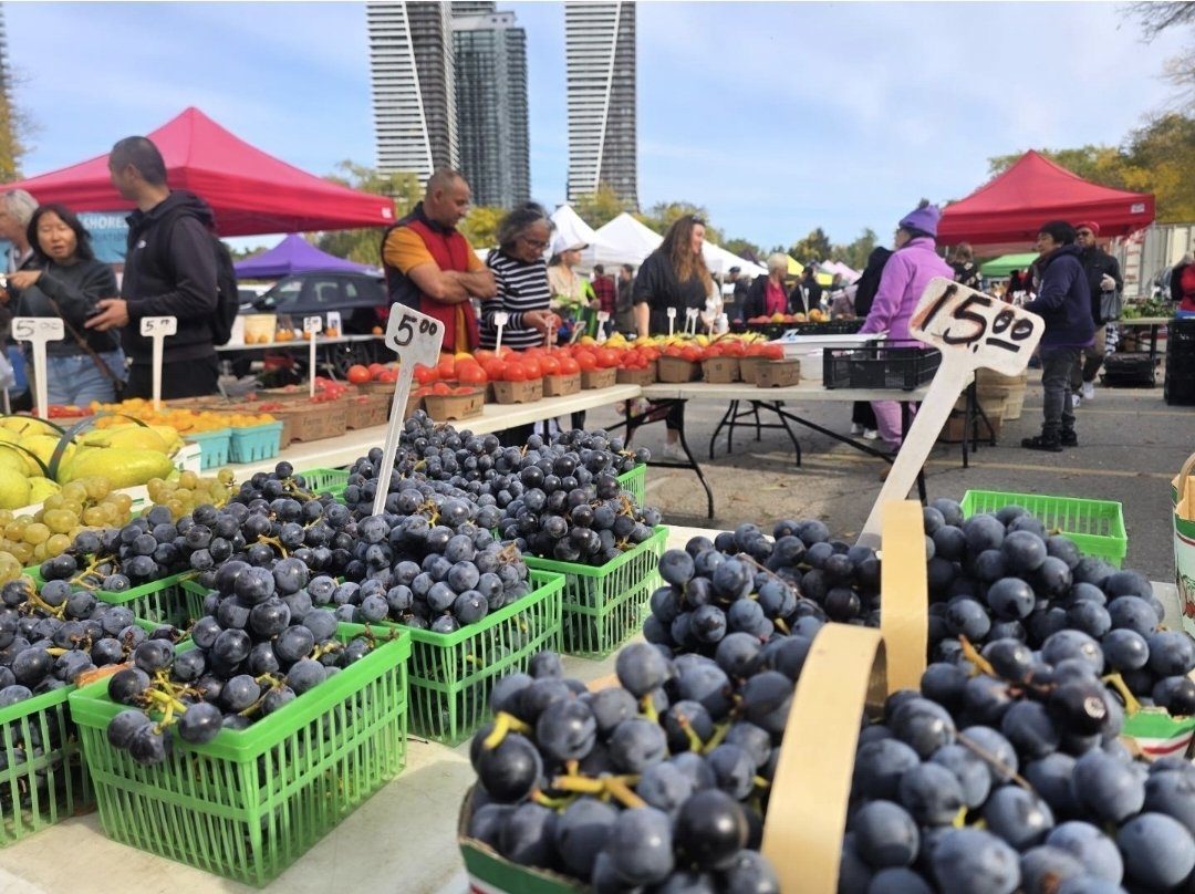 Baskets of Concord grapes