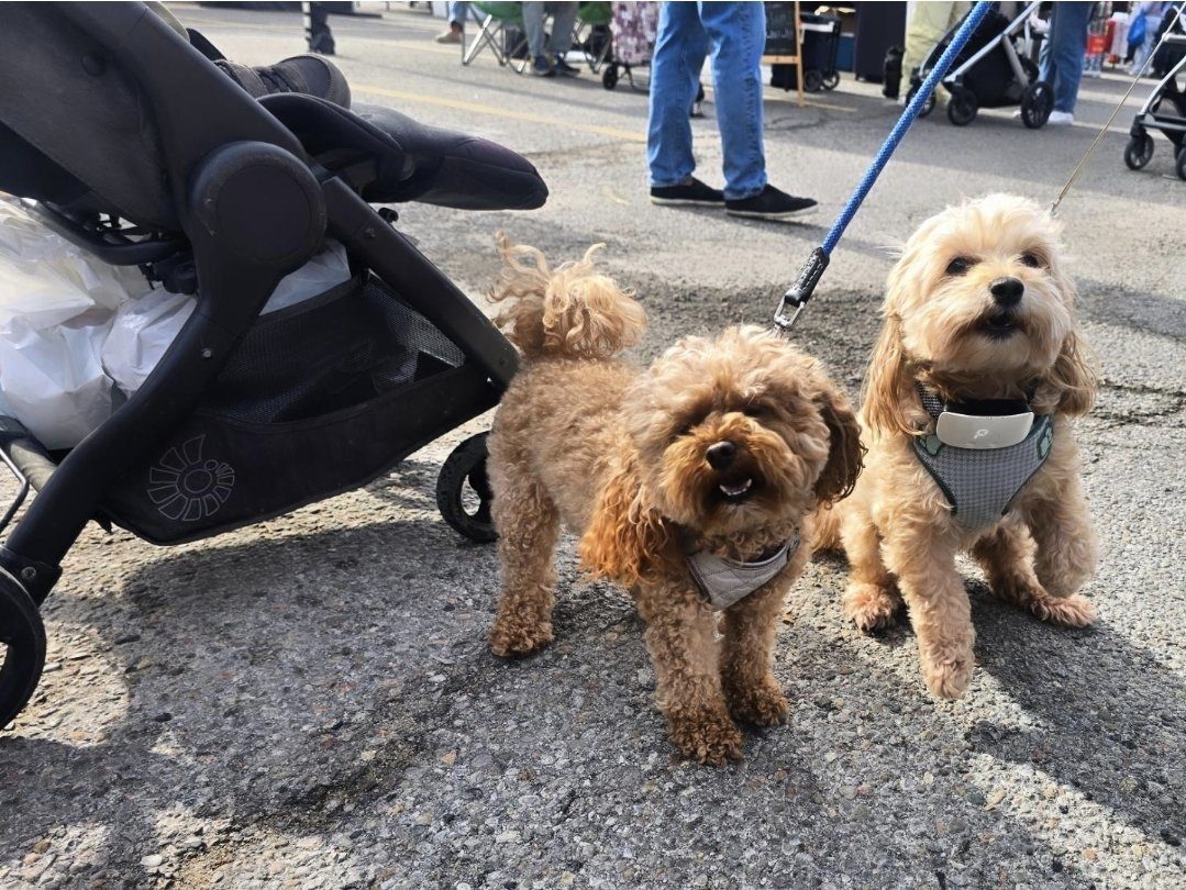 Two small dogs on leashes at the farmers' market