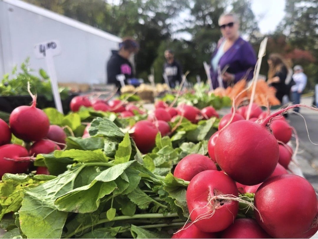 Bunches of red radishes