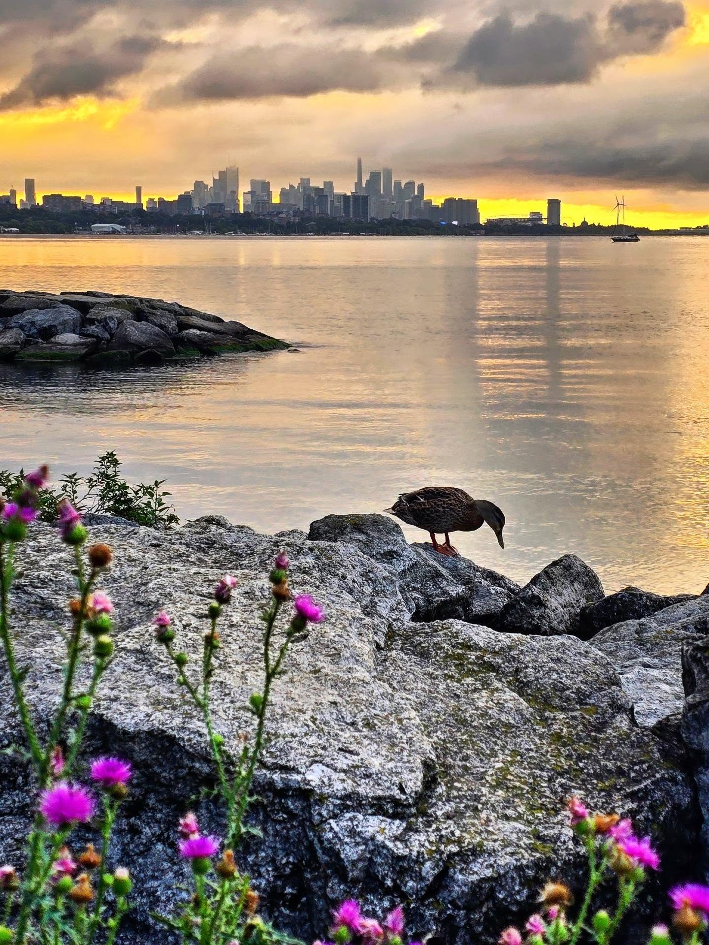 A duck standing on waterfront rocks at Humber Bay with the Toronto skyline behind at sunset