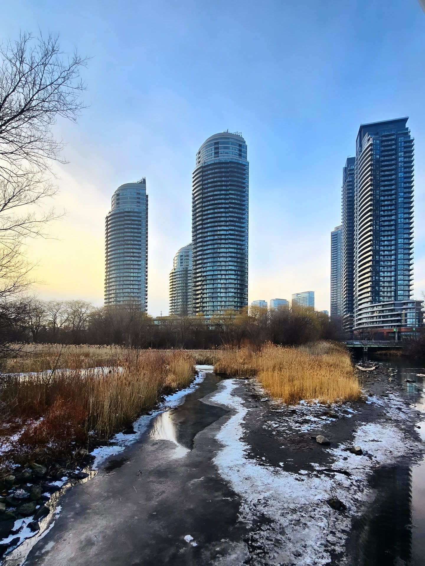 Frozen Mimico Creek winding through reeds toward the Humber Bay Shores towers